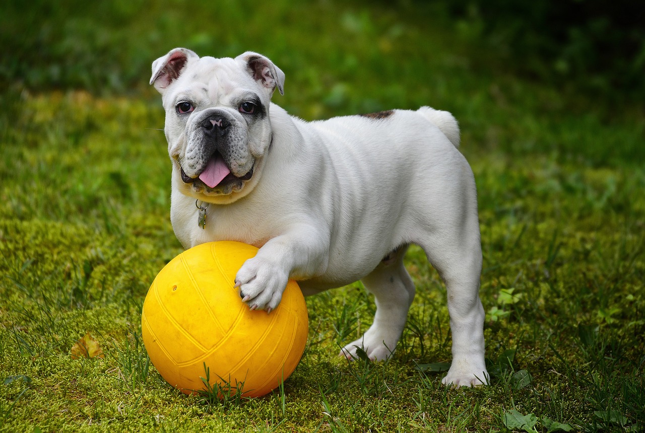 english bulldog, bulldog, ball, dog, pet, white dog, canine, domestic, domestic dog, portrait, dog portrait, nature, mammal, animal
